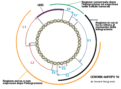 GENOMA DELL'HPV 16