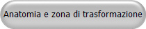 Anatomia e zona di trasformazione