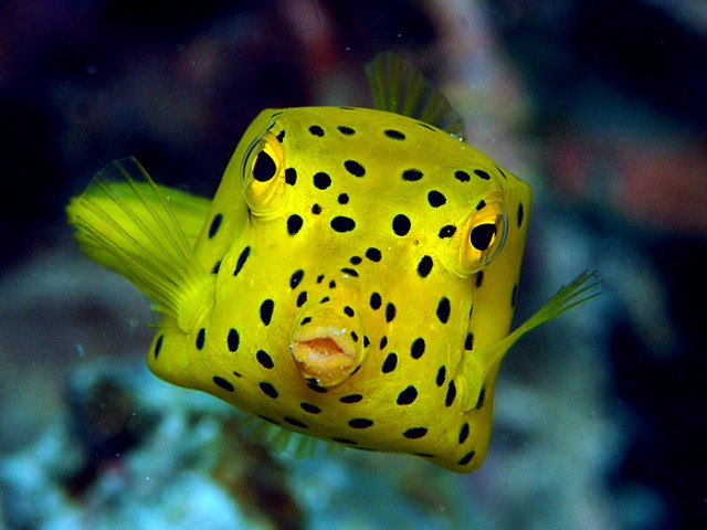 PUNTATO REGOLARE IN COLPOSCOPIA