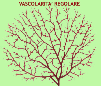 REGOLARE RAMIFICAZIONE VASCOLARE