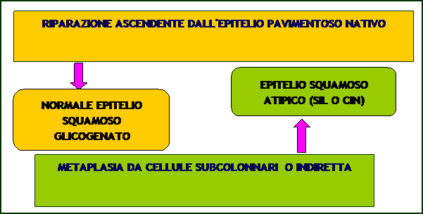 METAPLASIA DA CELLULE SUBCOLONNARI